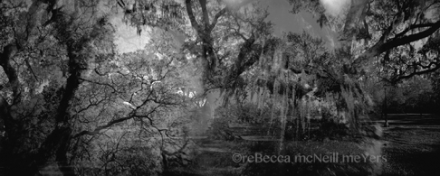 Spanish Moss and Oak Veins by Rebecca McNeill Meyers | Multiple image photograph created using film, printed on durable canvas (no framing needed), or as Spanish Moss and Oak Veins
